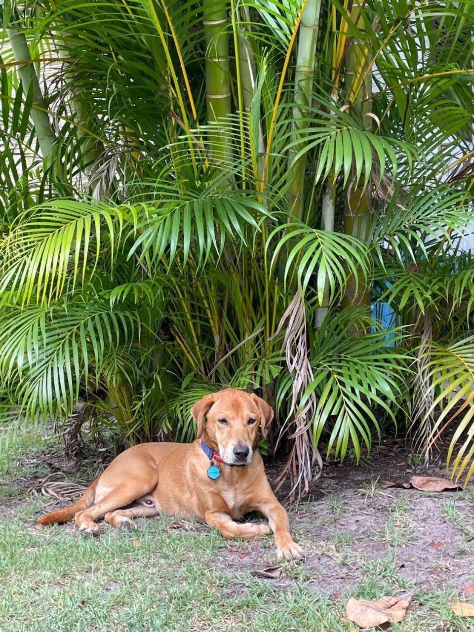 Privacidade, Sossego E Axe Em Taipu De Fora Barra Grande  Exteriör bild